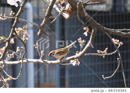 スズメ 桜の枝から地面を覗き込んでいる スズメ 桜の枝から地面を覗き込んでいる 66359383