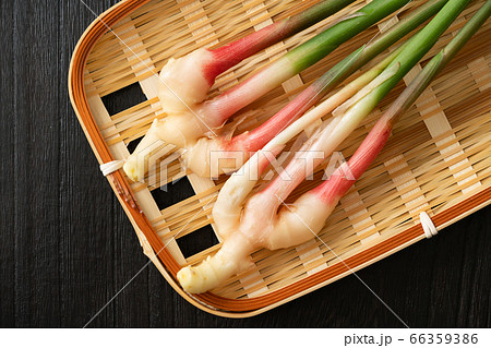 谷中生姜 66359386