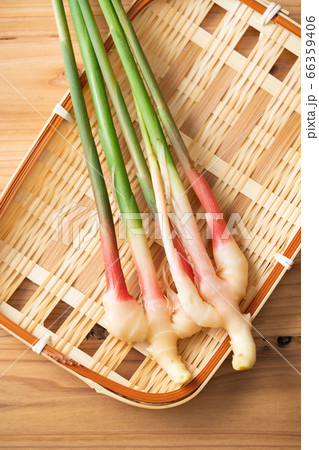 谷中生姜 66359406