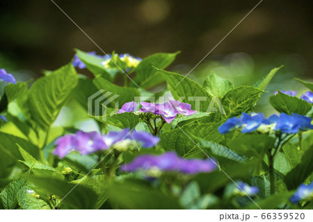 薬師池公園のガクアジサイ 66359520