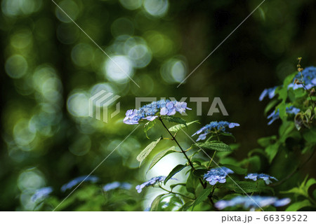 薬師池公園のガクアジサイ 66359522