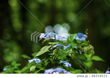 薬師池公園のガクアジサイ 66359523