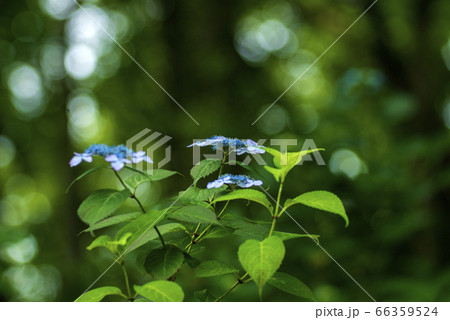 薬師池公園のガクアジサイ 66359524