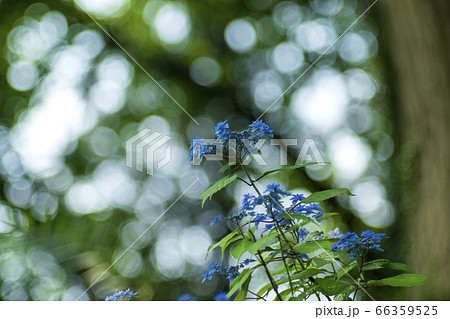 薬師池公園のガクアジサイ 薬師池公園のガクアジサイ 66359525