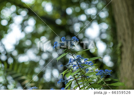 薬師池公園のガクアジサイ 66359526