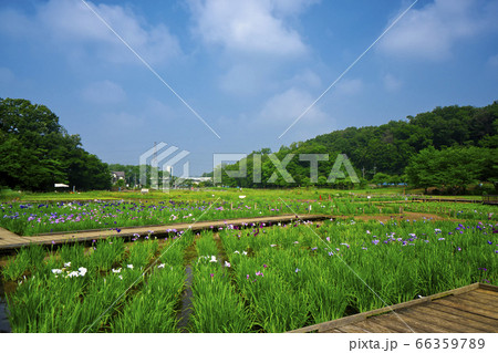 菖蒲咲くころの北山公園　木道とカラフルなハナショウブ 66359789