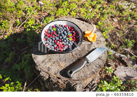 Blueberries and lingonberries in a bowl, a chanterelle mushroom, and a knife on tree stump in the forest among berries plants. Foraging in Nordic pine forest on sunny day. Blueberries and lingonberries in a bowl, a chanterelle mushroom, and a knife on tree stump in the forest among berries plants. Foraging in Nordic pine forest on sunny day. 66359810