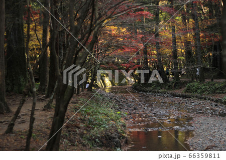 晩秋の小国神社_宮川 晩秋の小国神社_宮川 66359811