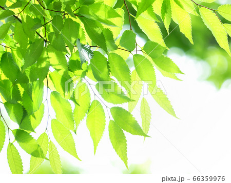 新緑のケヤキ 新緑のケヤキ 66359976
