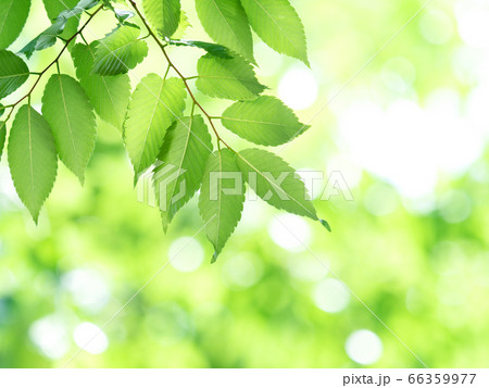 新緑のケヤキ 新緑のケヤキ 66359977