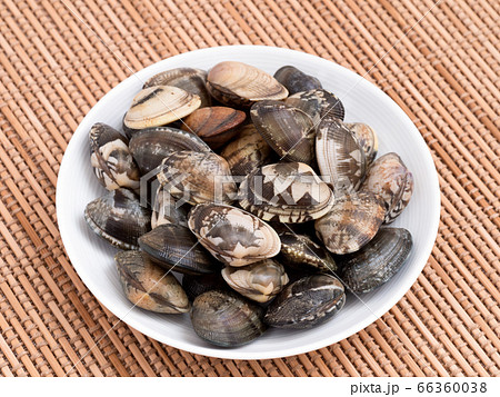 生のアサリ 66360038