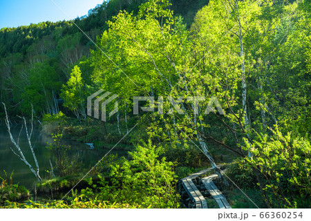 《長野県》新緑の木戸池・初夏の志賀高原 66360254