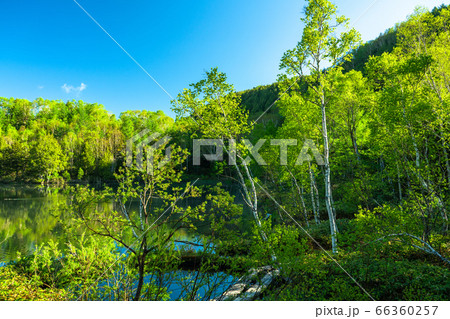 《長野県》新緑の木戸池・初夏の志賀高原 66360257