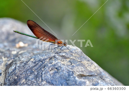 光を浴びながらのんびりくつろぐミヤマカワトンボ 光を浴びながらのんびりくつろぐミヤマカワトンボ 66360300