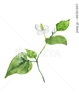 どくだみの花 水彩イラストのイラスト素材