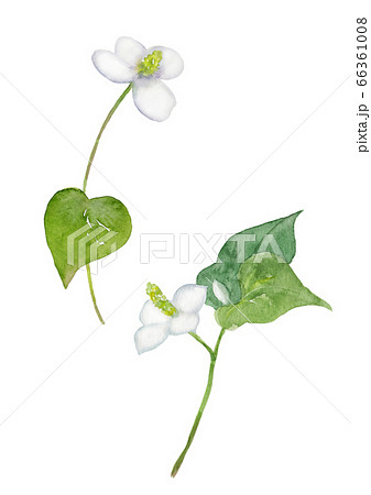 どくだみの花 水彩イラストのイラスト素材