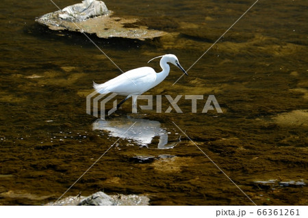 水辺の鳥：コサギ：捕食中：天の川 66361261