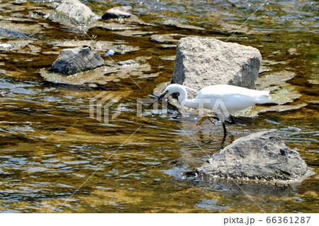 水辺の鳥:コサギ:捕食中:天の川 水辺の鳥:コサギ:捕食中:天の川 66361287