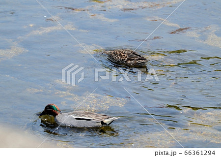 渡り鳥:コガモ:ツガイ:天の川 渡り鳥:コガモ:ツガイ:天の川 66361294