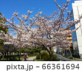 満開の桜 66361694