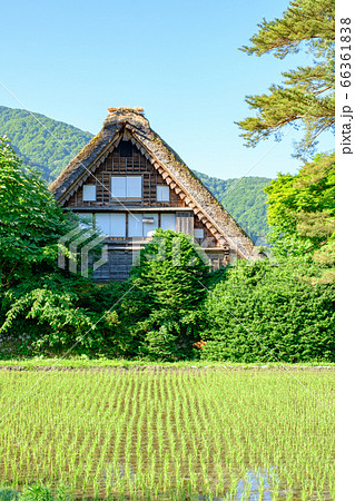 初夏の白川郷(朝) 初夏の白川郷(朝) 66361838