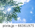 夏の青空と庭木のシマトネリコ 66361975