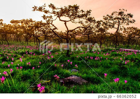 Beautiful Siam Tulip 66362052
