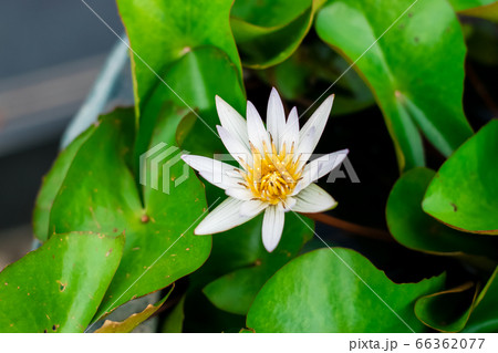 Lotus flower in the basin 66362077