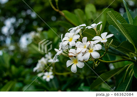 Beautiful plumeria flowers 66362084