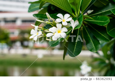 Beautiful plumeria flowers 66362091