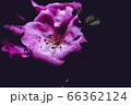 flower flower 66362124