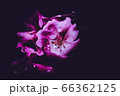 flower flower 66362125
