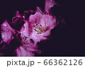 flower flower 66362126