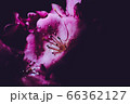 flower flower 66362127