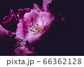 flower flower 66362128