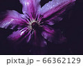 flower flower 66362129