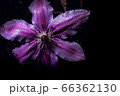 flower flower 66362130