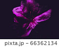 flower flower 66362134