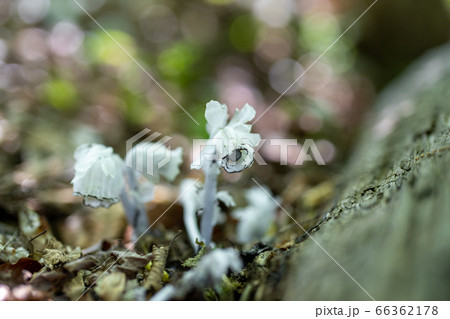 仙台市秋保大滝植物園に咲いた花ギンリョウソウ、別名ユウレイダケ 66362178