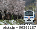 秩父鉄道急行列車「秩父路」と桜 66362187