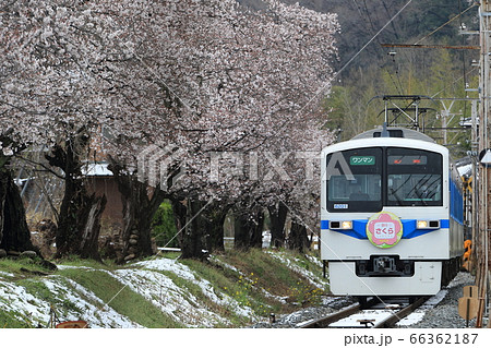 秩父鉄道急行列車「秩父路」と桜 66362187