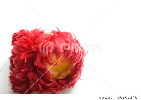 ハワイアン雑貨 ハワイアン雑貨 66362346