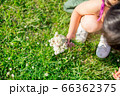 シロツメクサを集めて花束にする女の子 自然の遊びイメージ 66362375