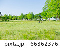 雲のない青空と新緑の芝生に子供がいる風景イメージ 66362376