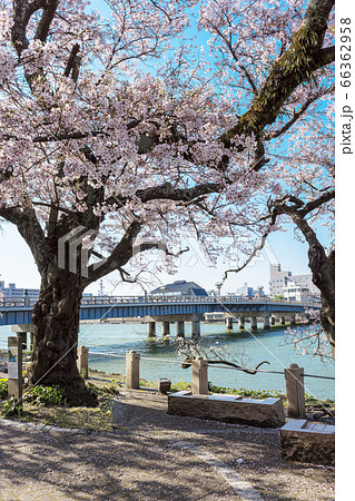 松江観光　松江大橋の源助公園にさくら咲く　 66362958