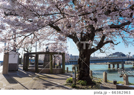 松江観光　松江大橋の源助公園にさくら咲く　 66362963