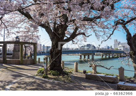 松江観光 松江大橋の源助公園にさくら咲く 松江観光 松江大橋の源助公園にさくら咲く 66362966