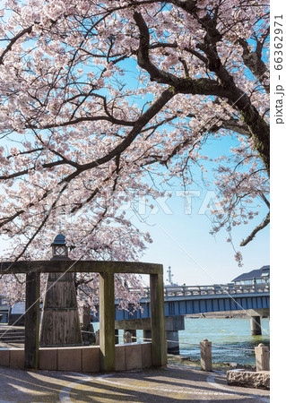 松江観光 松江大橋の源助公園にさくら咲く 松江観光 松江大橋の源助公園にさくら咲く 66362971