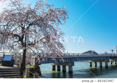 松江観光 松江大橋の源助公園にさくら咲く の写真素材