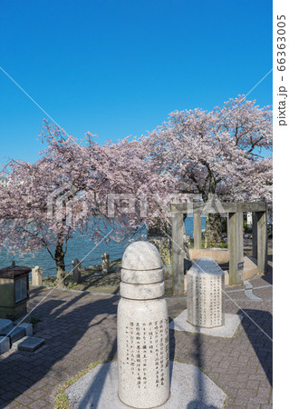 松江観光　松江大橋の源助公園にさくら咲く　 66363005